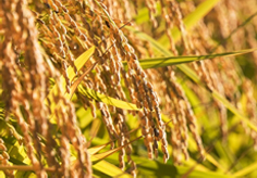 観葉植物 ｜ パキラの水耕栽培と挿し木での増やし方7